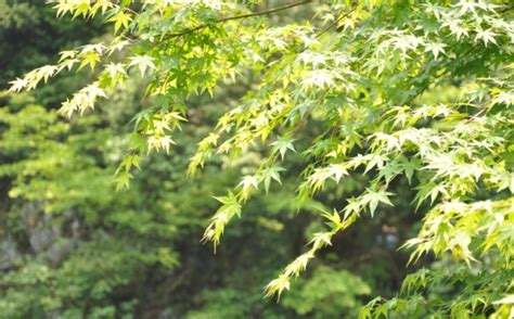 枫树|枫（夏绿乔木植物）